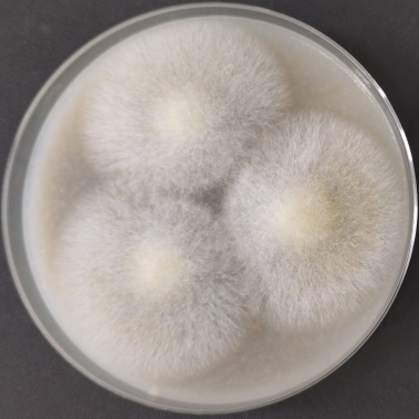 Aspergillus oryzae-BNCC