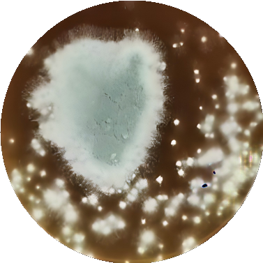 Aspergillus fumigatus-BNCC