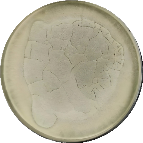 Aspergillus fumigatus-BNCC