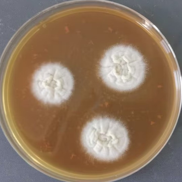 Aspergillus niger-BNCC