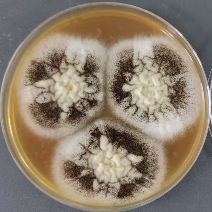 Aspergillus niger-BNCC