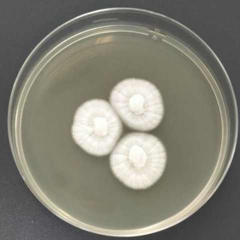 Orange Penicillium-BNCC