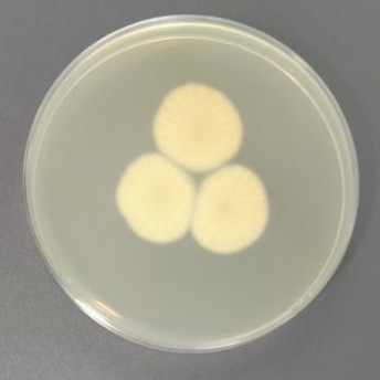 Orange Penicillium-BNCC