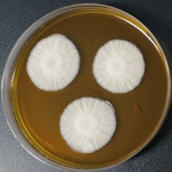 Penicillium cinerea-BNCC