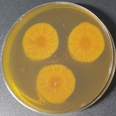 Penicillium cinerea-BNCC