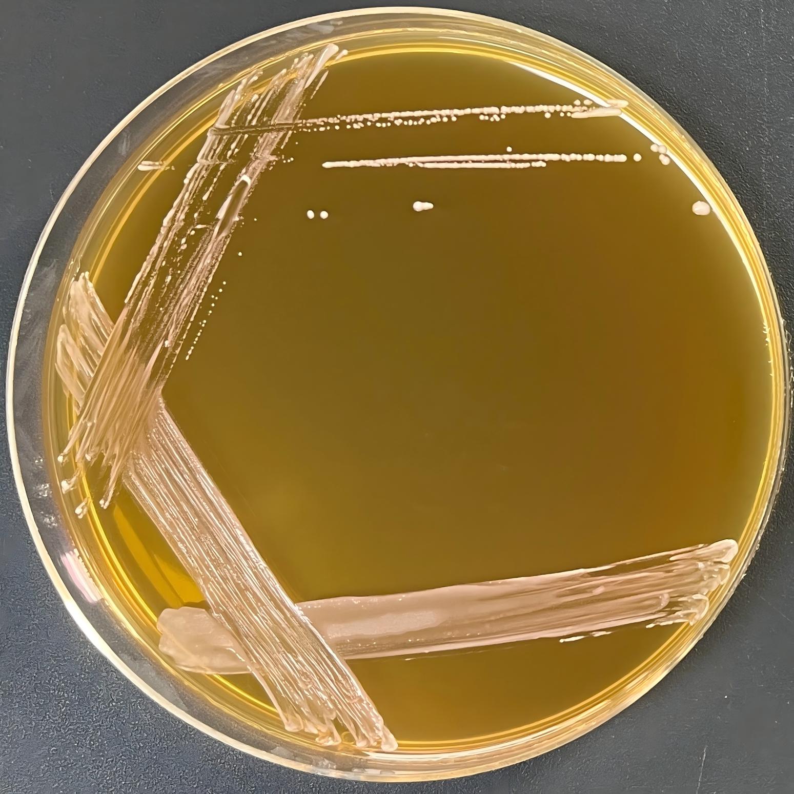 Lactobacillus plantarum subspecies-BNCC