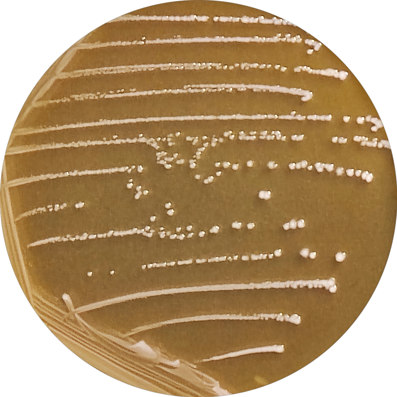 Caucasian yogurt lactobacillus-BNCC