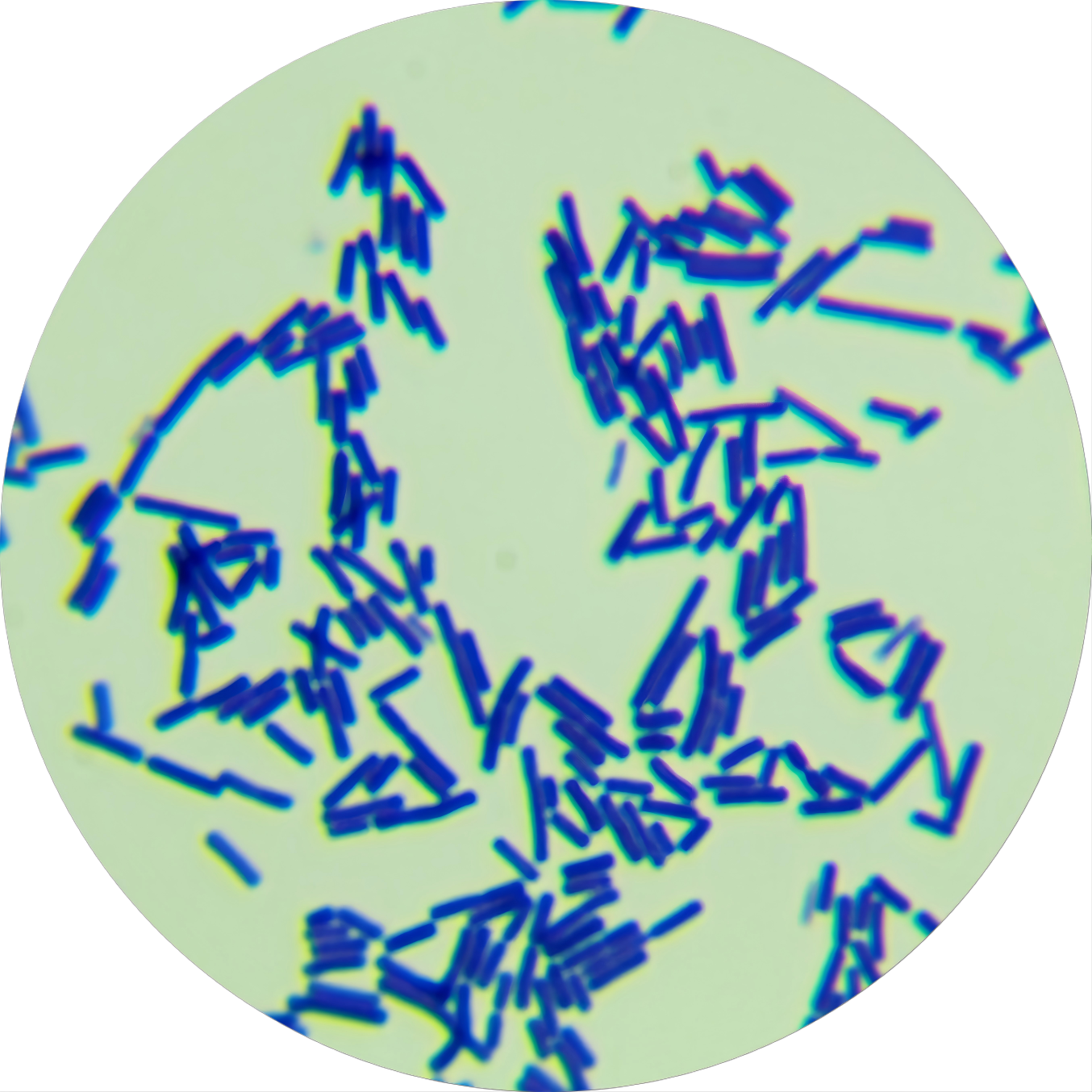 Caucasian yogurt lactobacillus-BNCC