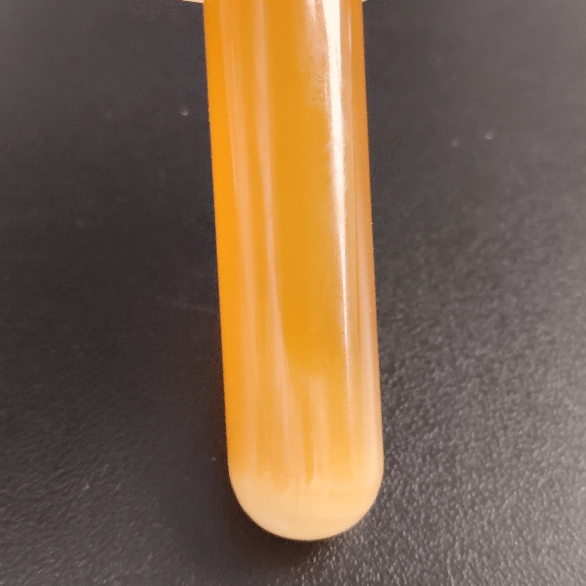Lactobacillus delbrueckii subsp. bulgaricus-BNCC