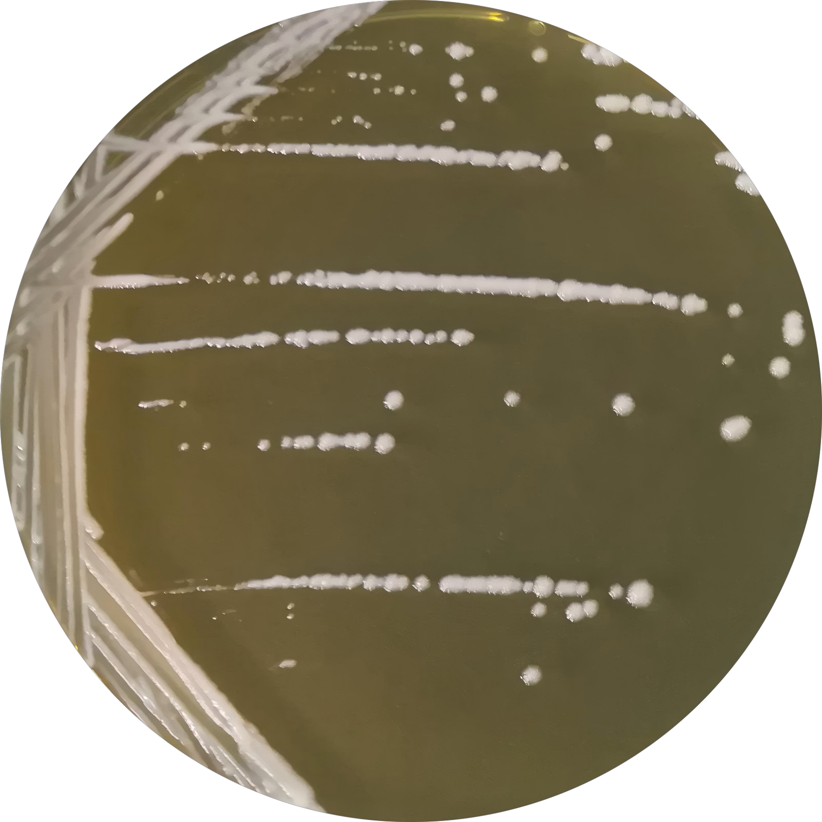 Brucella-BNCC