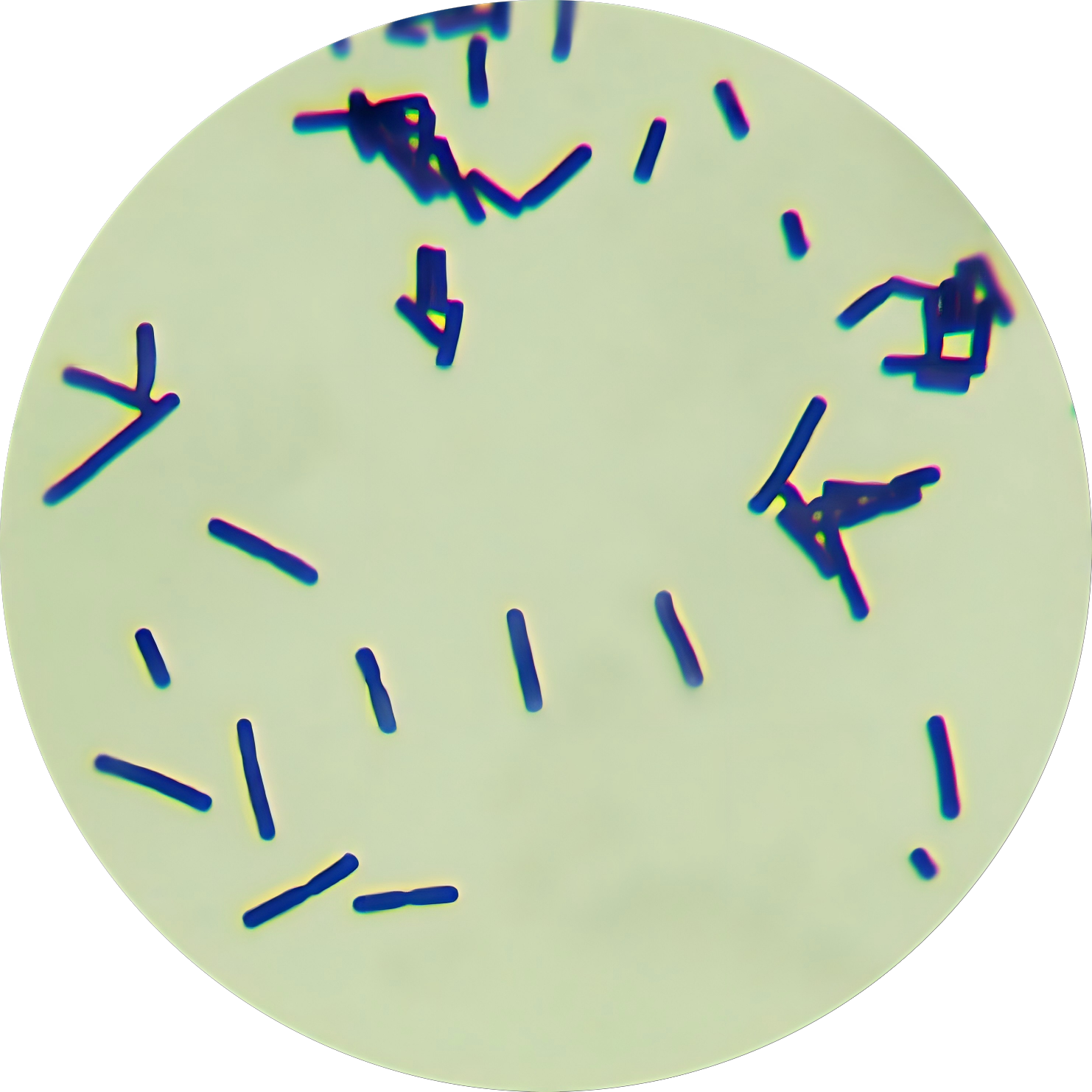 Brucella-BNCC
