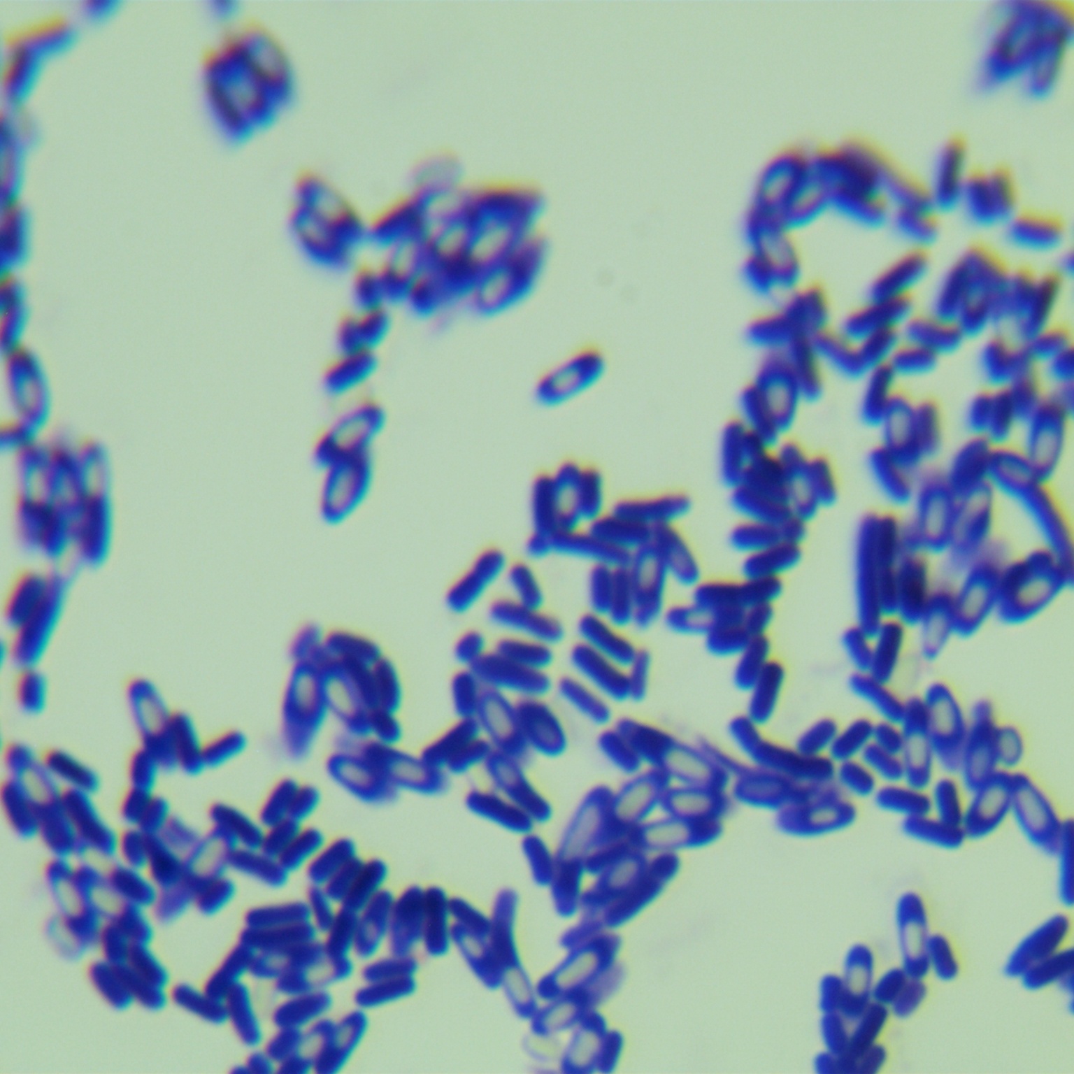 Clostridium-BNCC