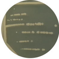 Bacillus subtilis-BNCC