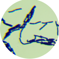 Bacillus subtilis-BNCC