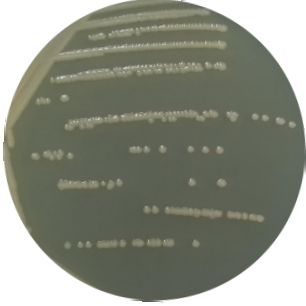 Escherichia coli-BNCC