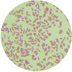 Escherichia coli-BNCC