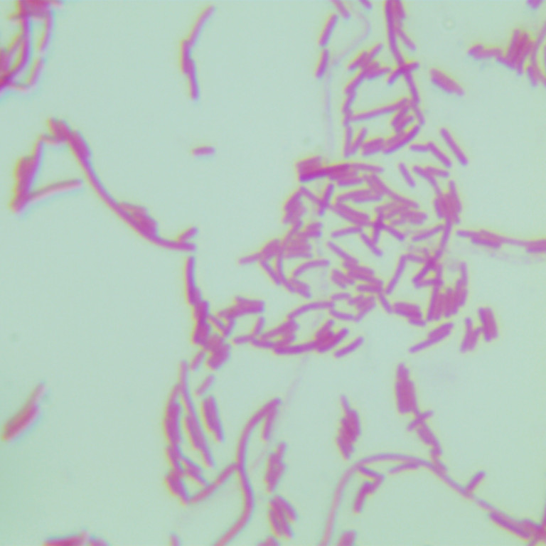 Escherichia coli-BNCC
