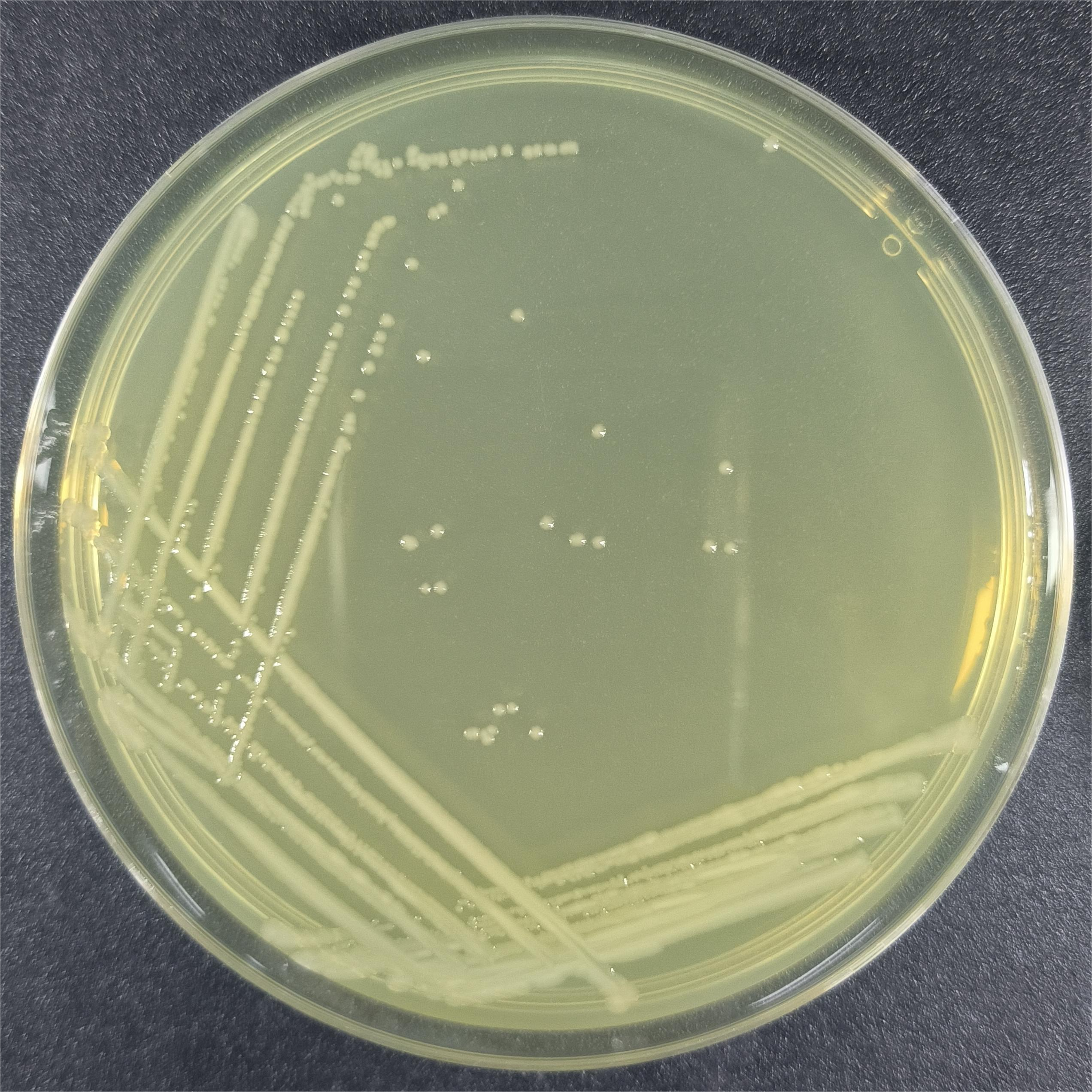 Escherichia coli-BNCC