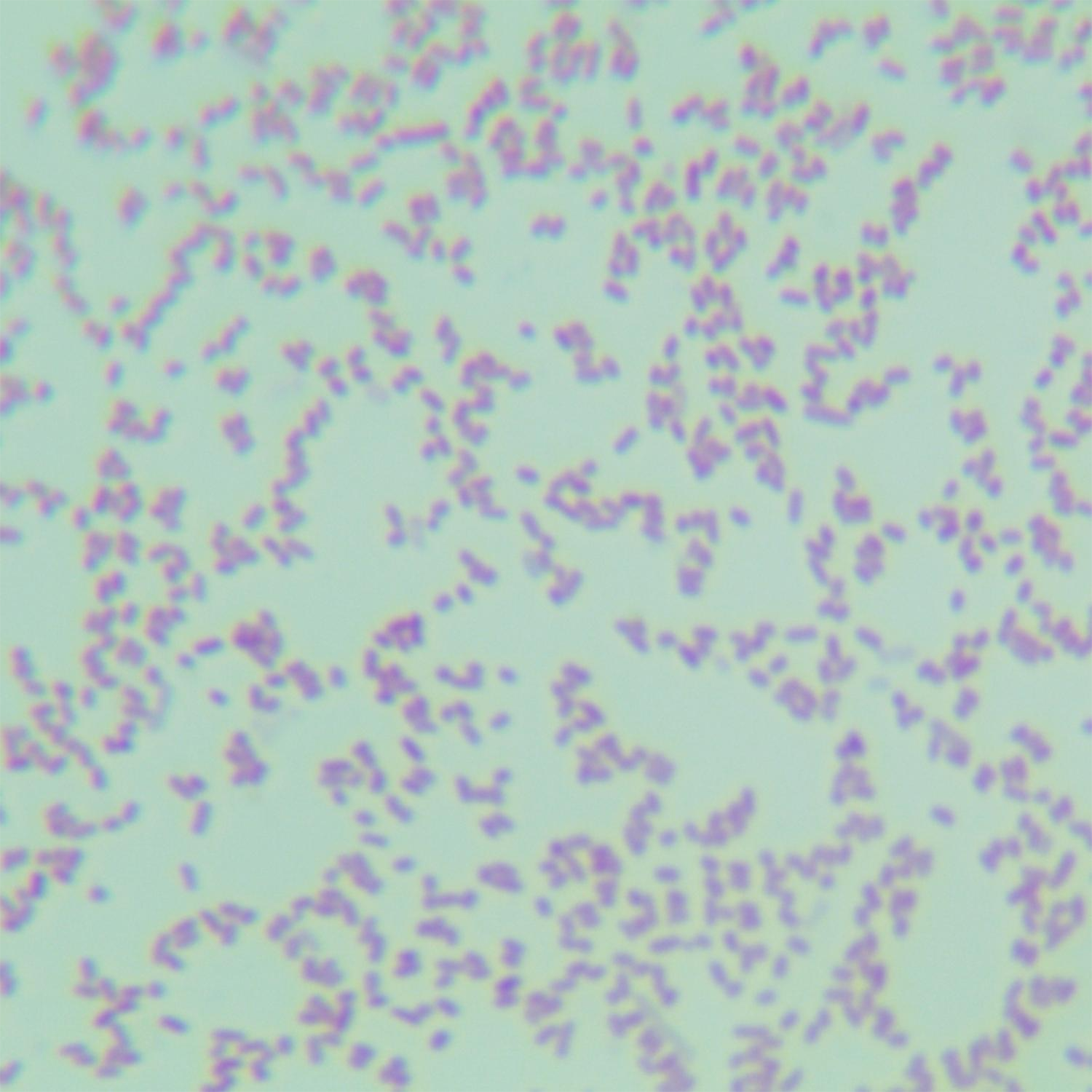 Escherichia coli-BNCC