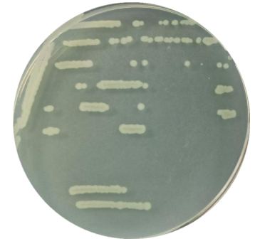 Bacillus subtilis-BNCC