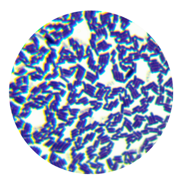 Bacillus subtilis-BNCC