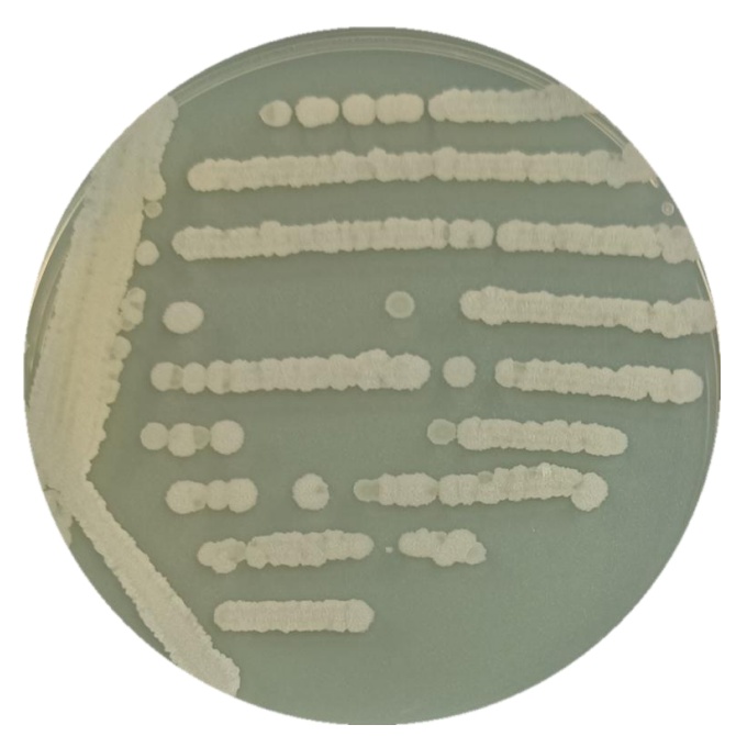 Bacillus subtilis-BNCC