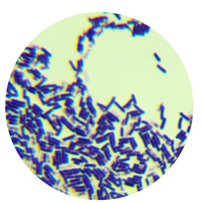 Bacillus subtilis-BNCC