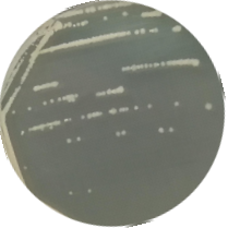 Bacillus subtilis-BNCC
