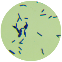 Bacillus subtilis-BNCC