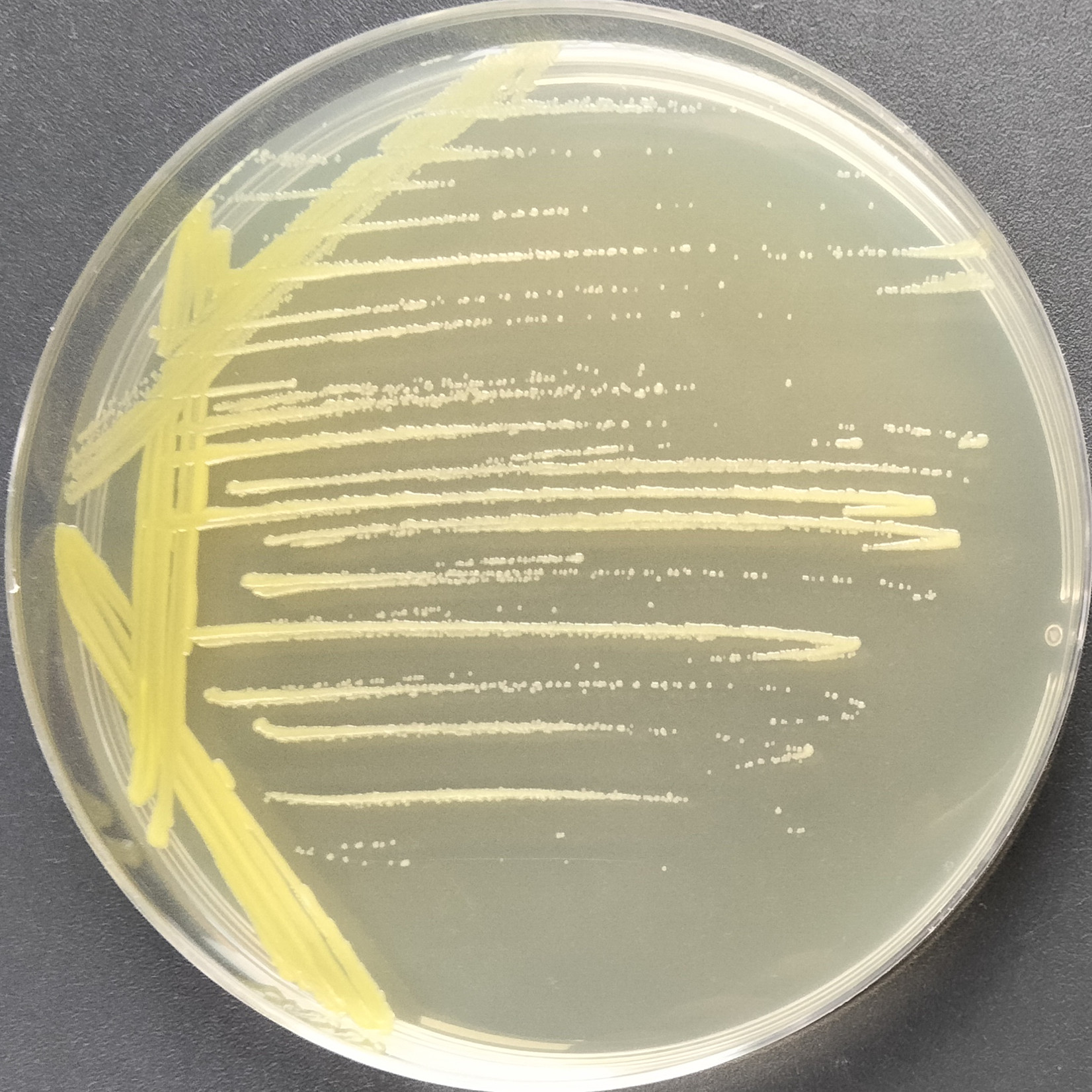 Corynebacterium glutamicum type I-BNCC