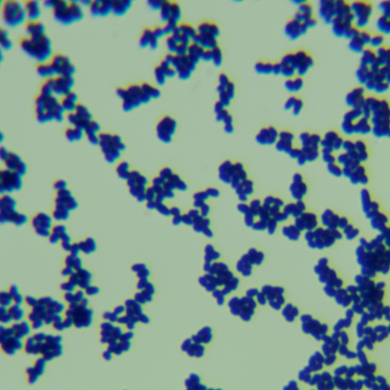 Corynebacterium glutamicum type I-BNCC