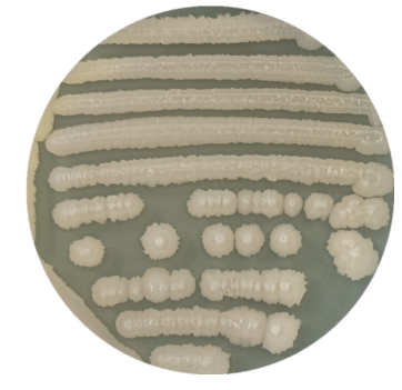 Bacillus amyloliquefaciens-BNCC