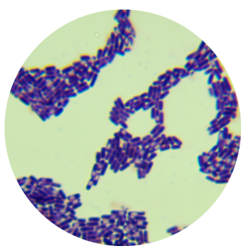 Bacillus amyloliquefaciens-BNCC