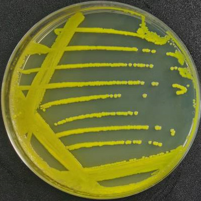 Corynebacterium glutamicum type I-BNCC