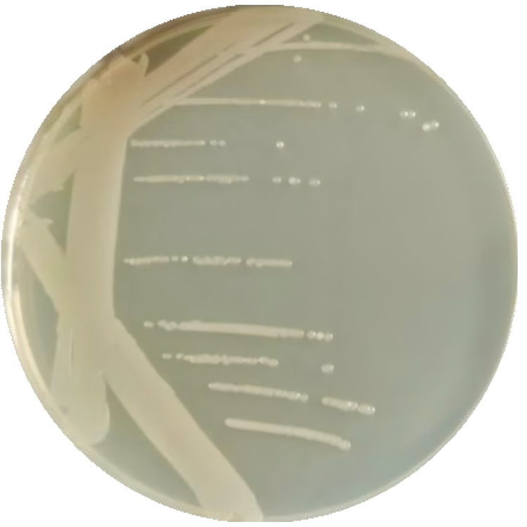 Bacillus pseudoturbidum-BNCC