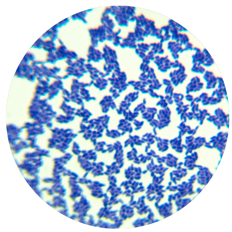 Bacillus pseudoturbidum-BNCC