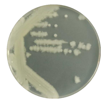 Bacillus cereus-BNCC