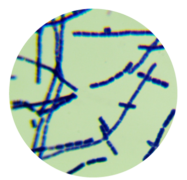 Bacillus cereus-BNCC