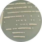 Escherichia coli-BNCC
