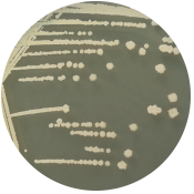 Bacillus thuringiensis-BNCC