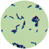 Bacillus thuringiensis-BNCC