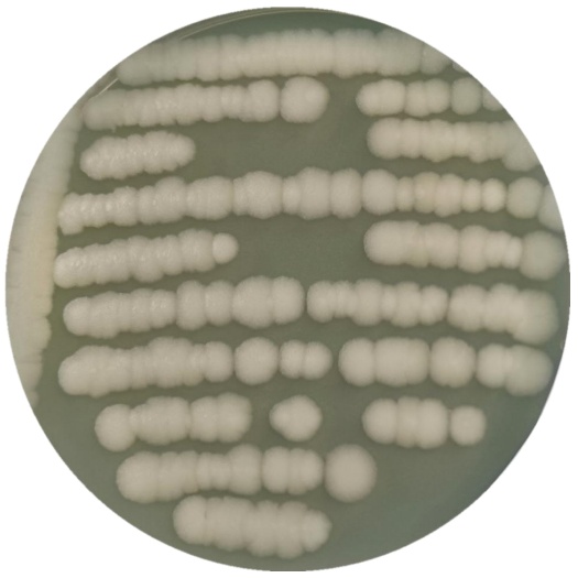 Bacillus thuringiensis-BNCC