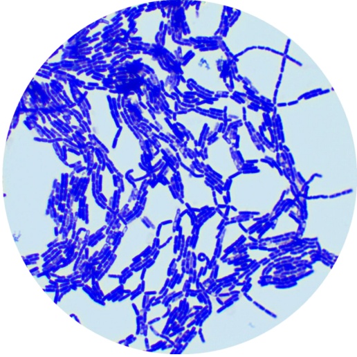Bacillus thuringiensis-BNCC