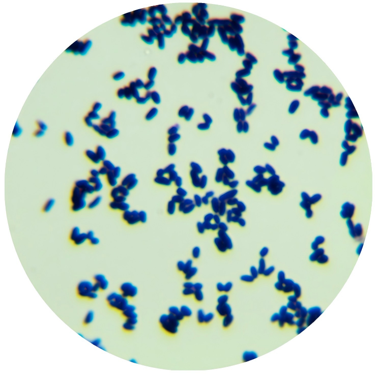 Bacillus glutamicisubtilis Type I-BNCC