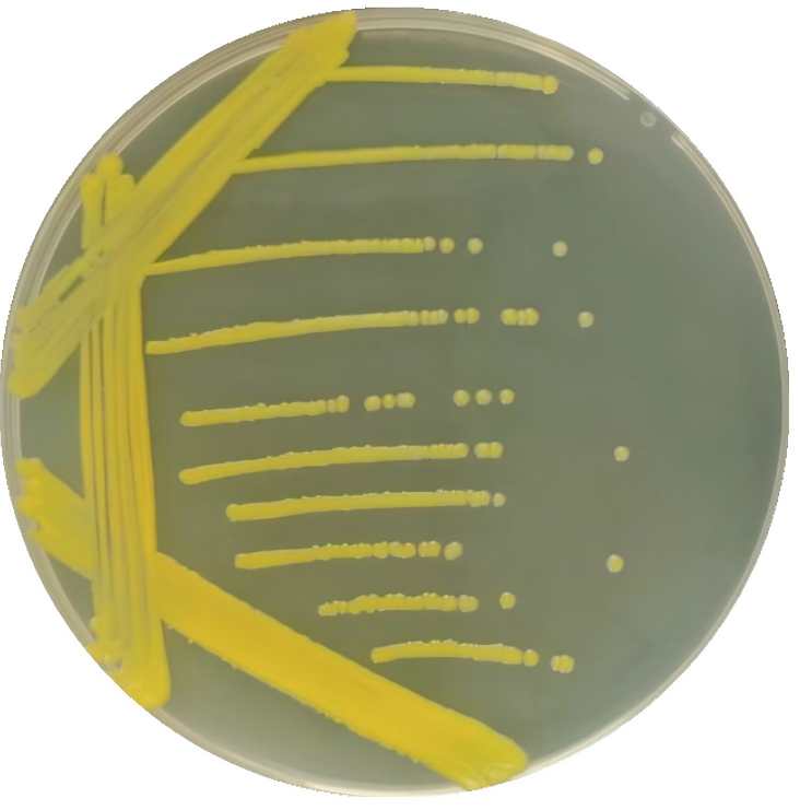 Bacillus glutamicisubtilis Type I-BNCC