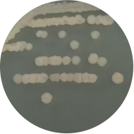 Bacillus subtilis-BNCC
