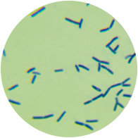Bacillus subtilis-BNCC