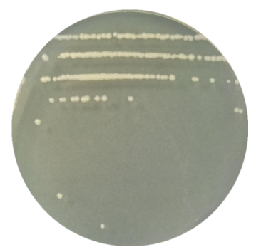 Priscilla flexneri-BNCC