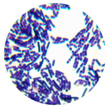 Priscilla flexneri-BNCC