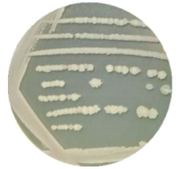 Bacillus subtilis subspecies-BNCC